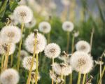 Les allergies au pollen